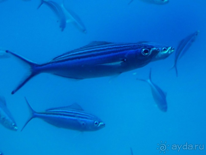 Морские экскурсии из Хургады. Фотоотчет. Морские экскурсии из Хургады. Фотоотчет.