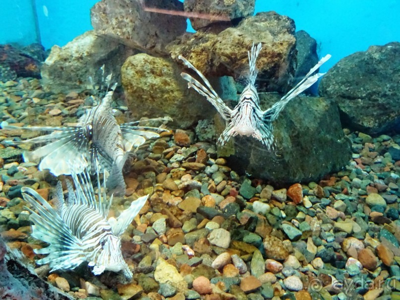 Морские экскурсии из Хургады. Фотоотчет. Морские экскурсии из Хургады. Фотоотчет.