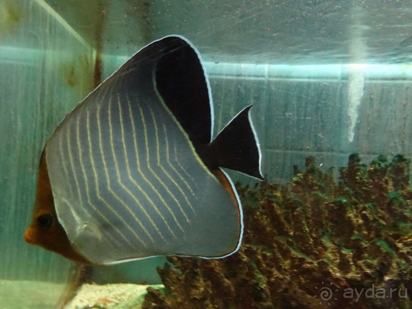 Морские экскурсии из Хургады. Фотоотчет. Морские экскурсии из Хургады. Фотоотчет.