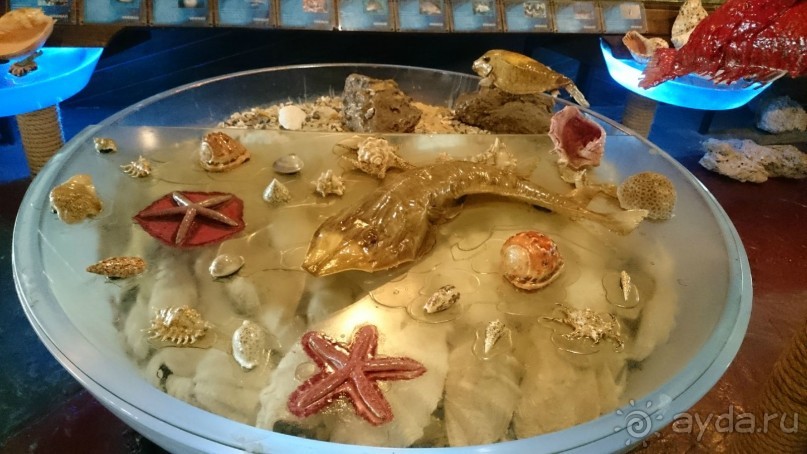 Морские экскурсии из Хургады. Фотоотчет. Морские экскурсии из Хургады. Фотоотчет.