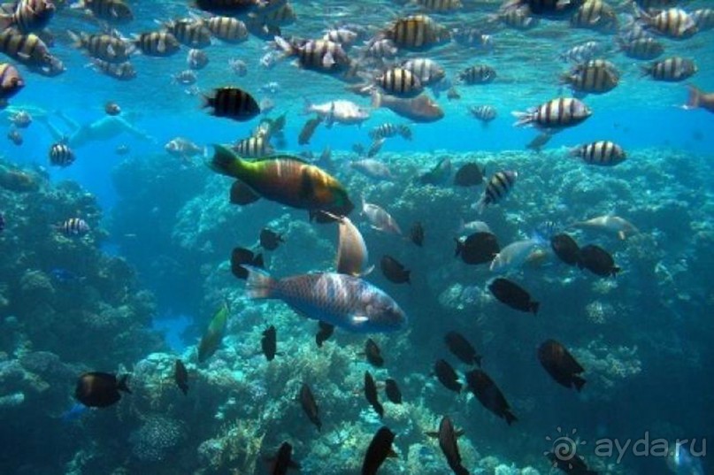 Морские экскурсии из Хургады. Фотоотчет. Морские экскурсии из Хургады. Фотоотчет.