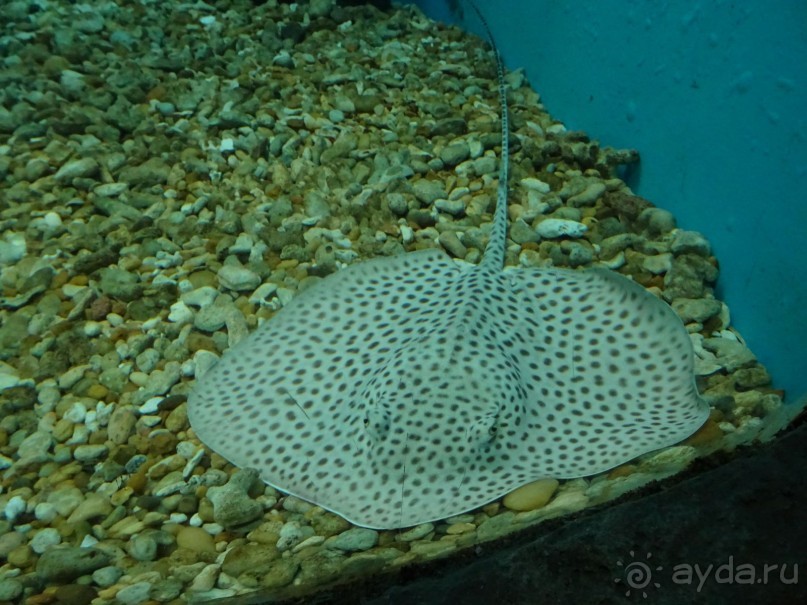 Морские экскурсии из Хургады. Фотоотчет. Морские экскурсии из Хургады. Фотоотчет.