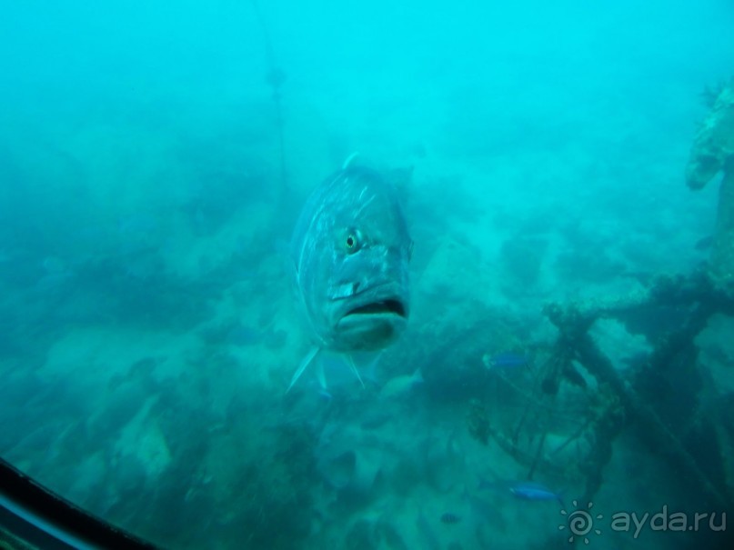 Морские экскурсии из Хургады. Фотоотчет. Морские экскурсии из Хургады. Фотоотчет.