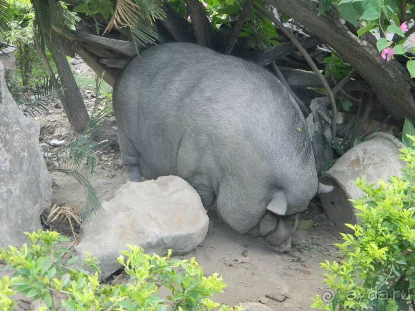 Боров живет на территории Храма.