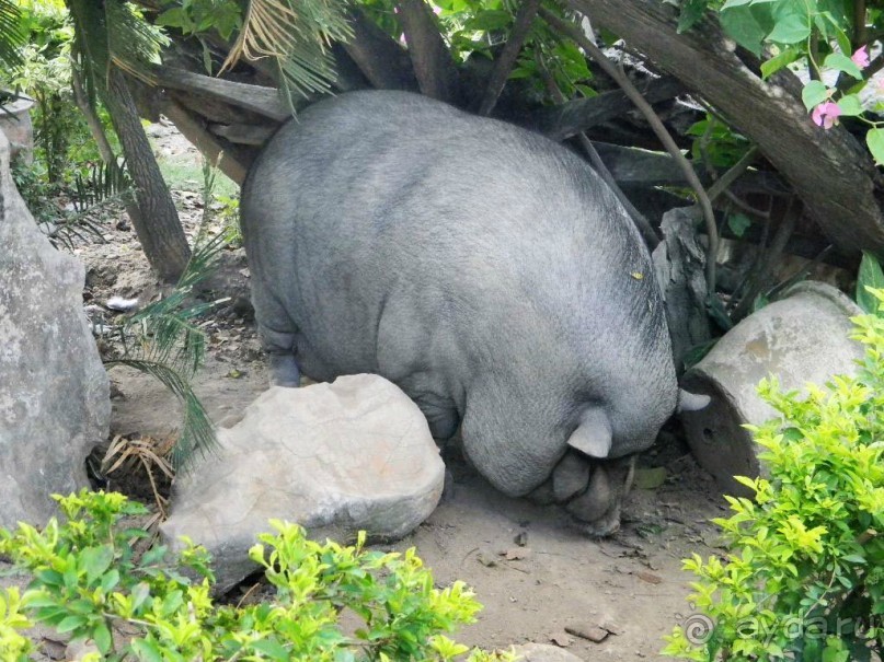 Тайланд. Двухдневная экскурсия из Паттайи на Ко Чанг (остров Слон).