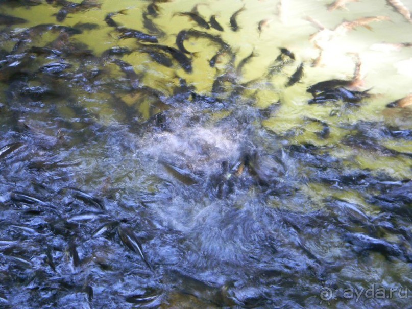 Вот где шикарная рыбалка!