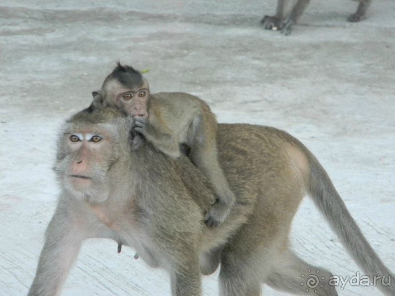 Тайланд. Двухдневная экскурсия из Паттайи на Ко Чанг (остров Слон).