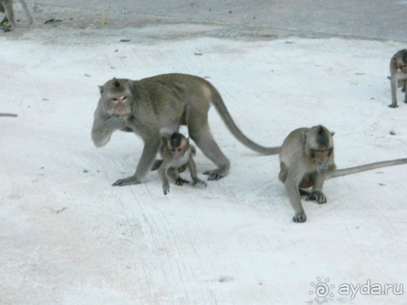 Тайланд. Двухдневная экскурсия из Паттайи на Ко Чанг (остров Слон).