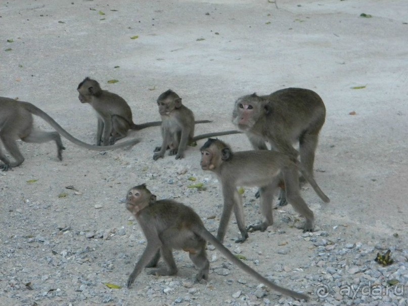 Тайланд. Двухдневная экскурсия из Паттайи на Ко Чанг (остров Слон).