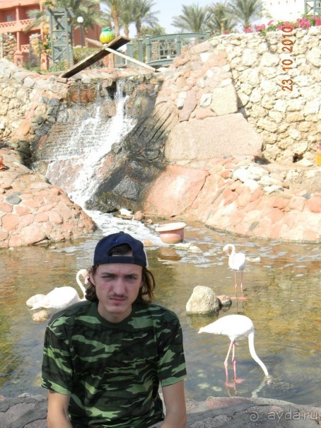 Сын и фламинго на территории отеля.