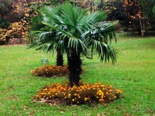 Бархатный ноябрь 2016. Сочи. Инструкция по применению. Часть 1.