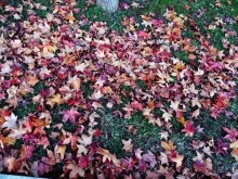 Бархатный ноябрь 2016. Сочи. Инструкция по применению. Часть 1.