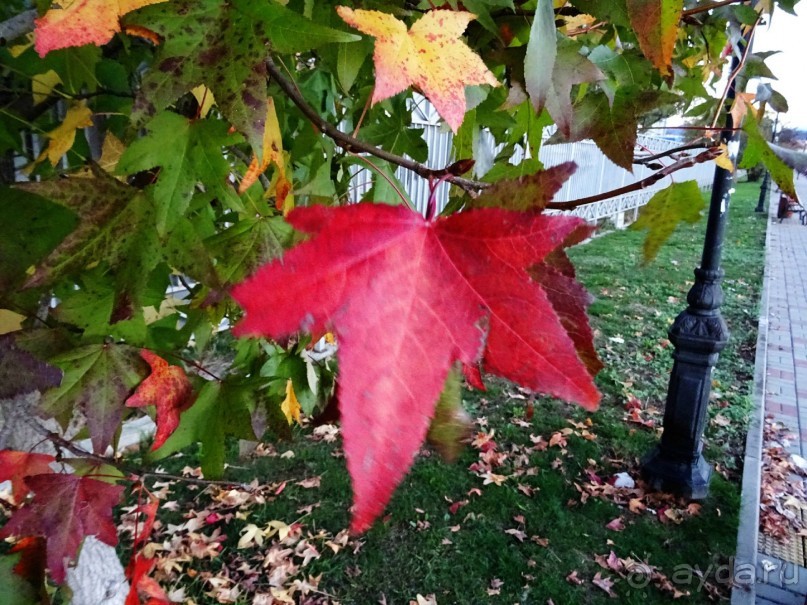 Бархатный ноябрь 2016. Сочи. Инструкция по применению. Часть 1.