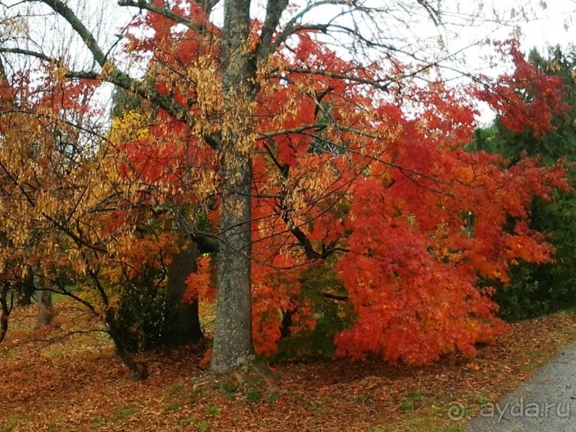 Бархатный ноябрь 2016. Сочи. Инструкция по применению. Часть 1.