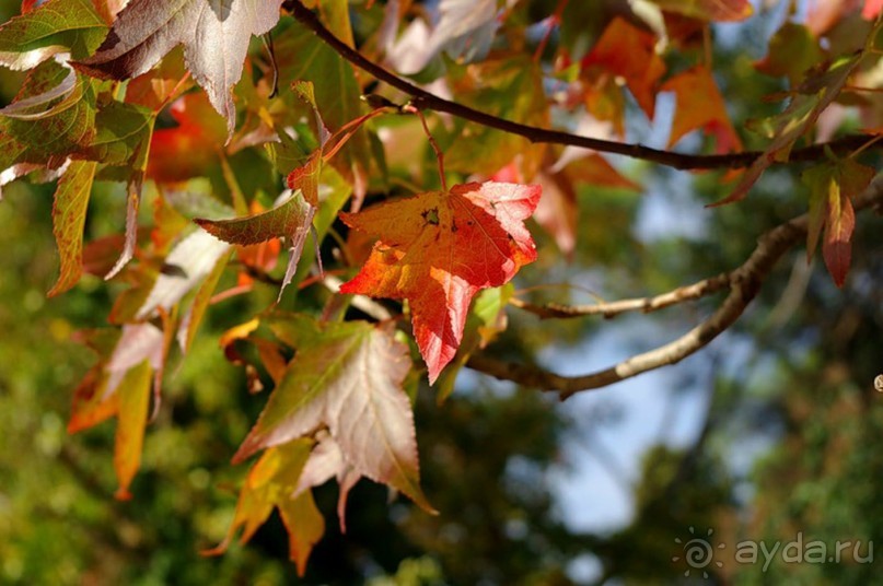 Бархатный ноябрь 2016. Сочи. Инструкция по применению. Часть 1.