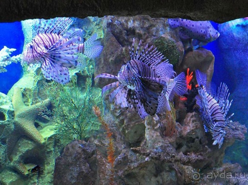 Бархатный ноябрь 2016. Сочи. Инструкция по применению. Часть 1.