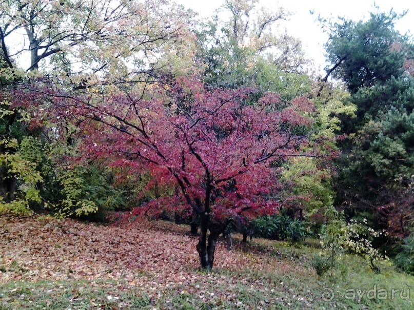 Бархатный ноябрь 2016. Сочи. Инструкция по применению. Часть 1.