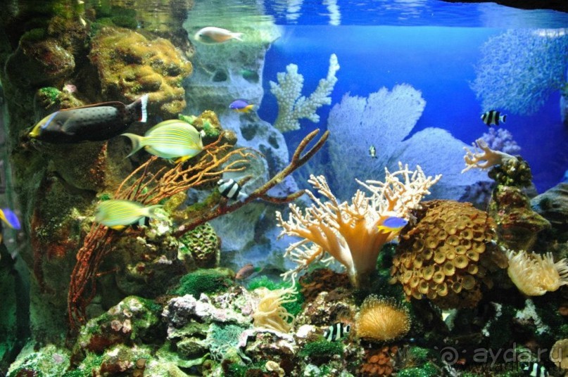 Бархатный ноябрь 2016. Сочи. Инструкция по применению. Часть 1.