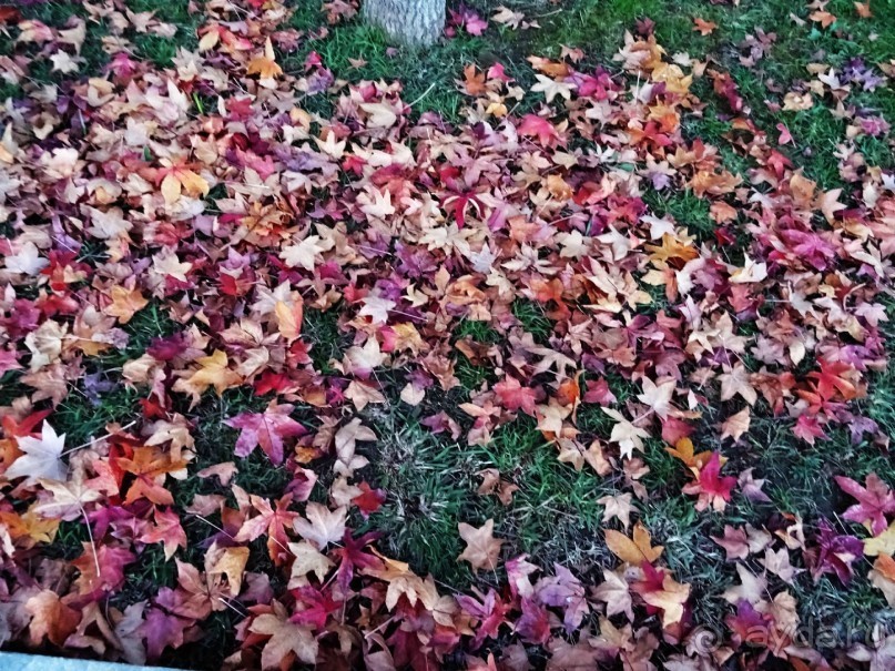 Бархатный ноябрь 2016. Сочи. Инструкция по применению. Часть 1.