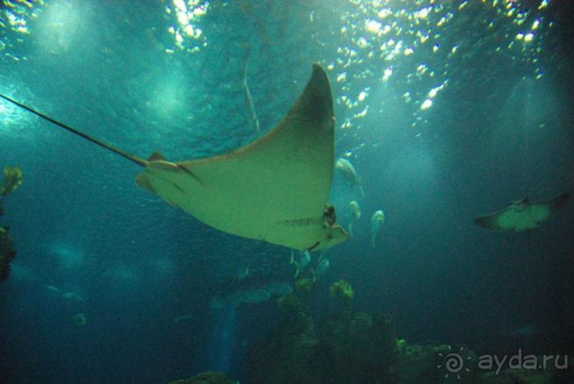 Бархатный ноябрь 2016. Сочи. Инструкция по применению. Часть 1.