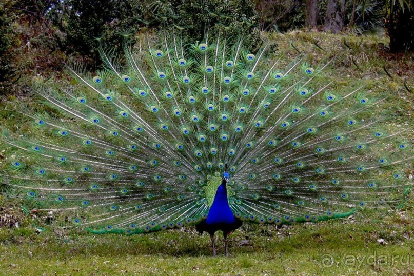 Бархатный ноябрь 2016. Сочи. Инструкция по применению. Часть 1.