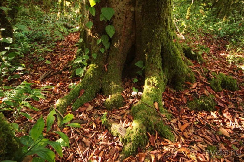Бархатный ноябрь 2016. Сочи. Инструкция по применению. Часть 1.