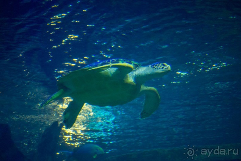 Бархатный ноябрь 2016. Сочи. Инструкция по применению. Часть 1.