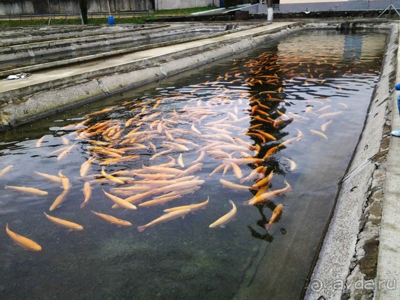 Бархатный ноябрь 2016. Сочи. Инструкция по применению. Часть 1.