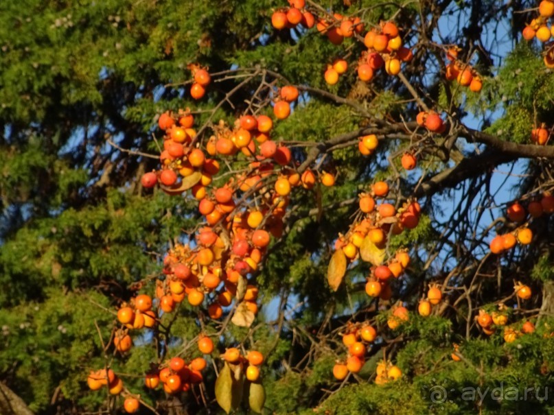 Бархатный ноябрь 2016. Сочи. Инструкция по применению. Часть 1.