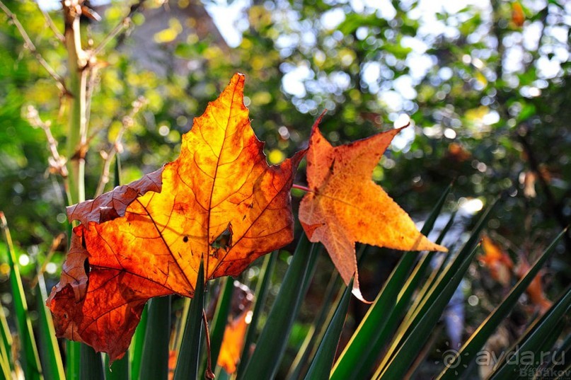 Бархатный ноябрь 2016. Сочи. Инструкция по применению. Часть 1.
