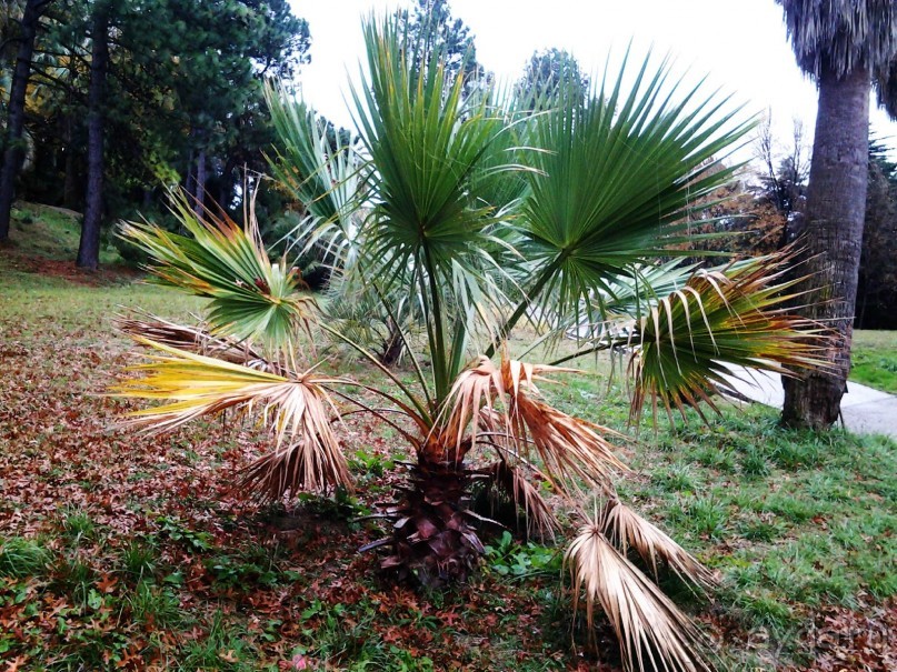 Бархатный ноябрь 2016. Сочи. Инструкция по применению. Часть 1.
