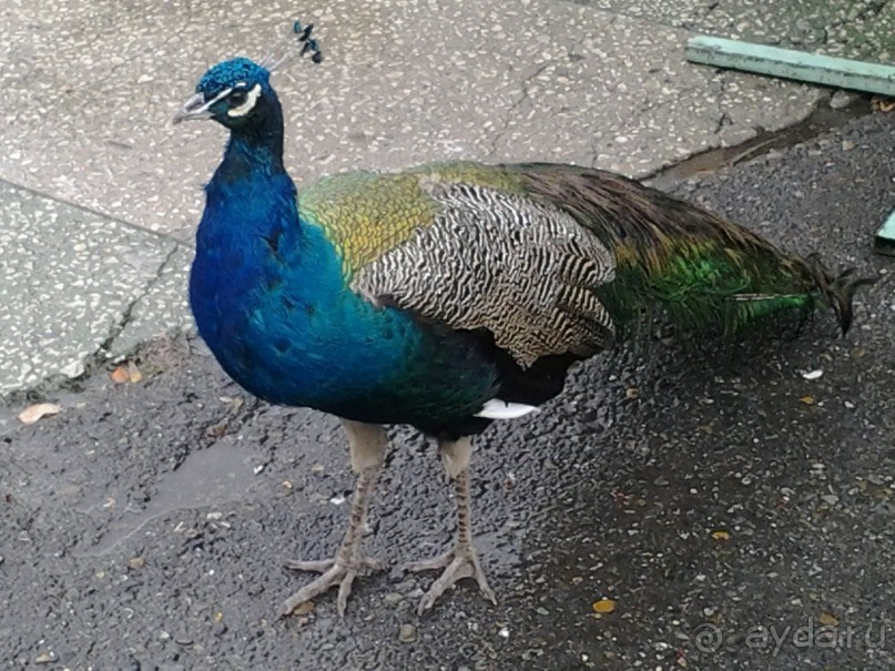 Бархатный ноябрь 2016. Сочи. Инструкция по применению. Часть 1.