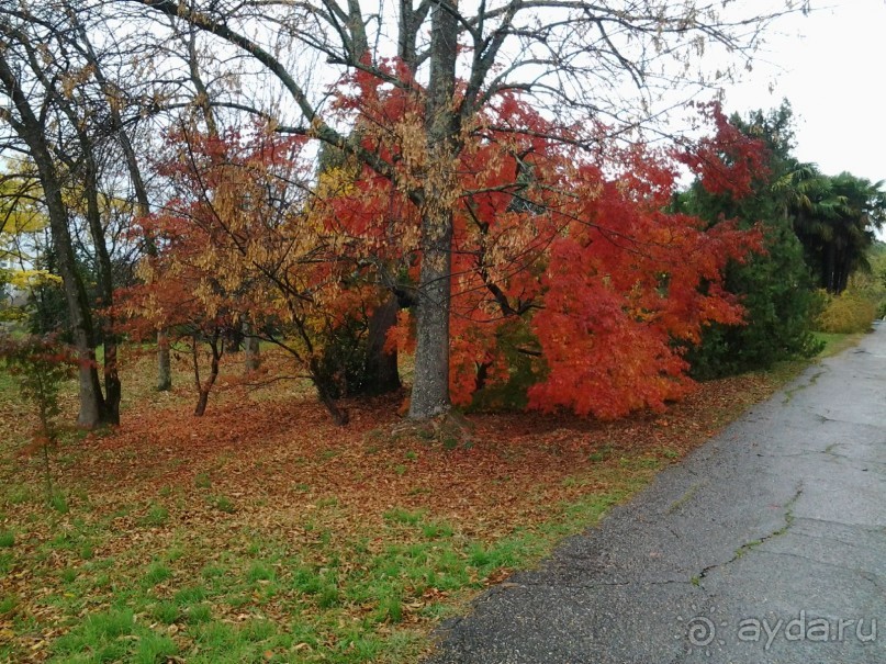 Бархатный ноябрь 2016. Сочи. Инструкция по применению. Часть 1.