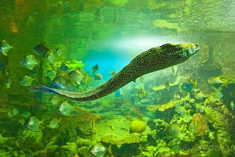 Бархатный ноябрь 2016. Сочи. Инструкция по применению. Часть 1.