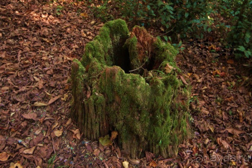 Бархатный ноябрь 2016. Сочи. Инструкция по применению. Часть 1.