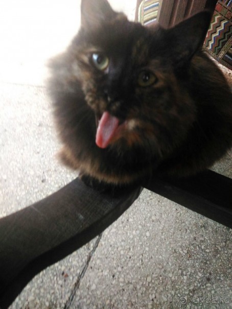 Бархатный ноябрь 2016. Сочи. Инструкция по применению. Часть 1.