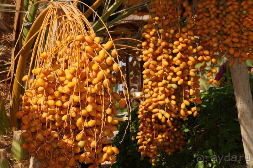 Луксор - город истории и магии.