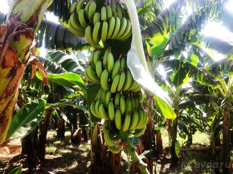 Луксор - город истории и магии.