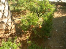 Ханья - самый венецианский город Крита.