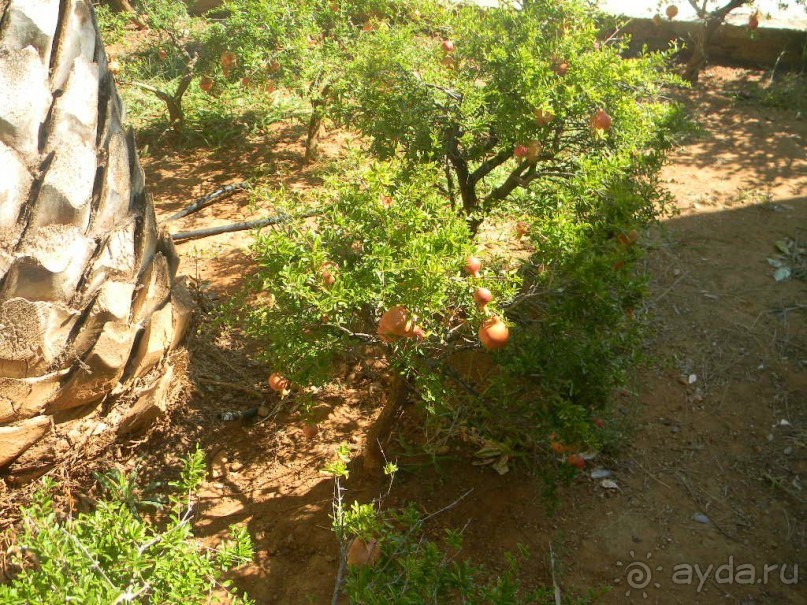 Ханья - самый венецианский город Крита.