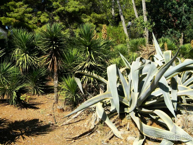 Ханья - самый венецианский город Крита.