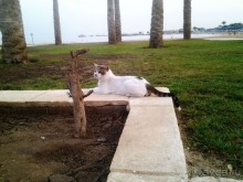 Не ходите, дети, в Африку гулять!