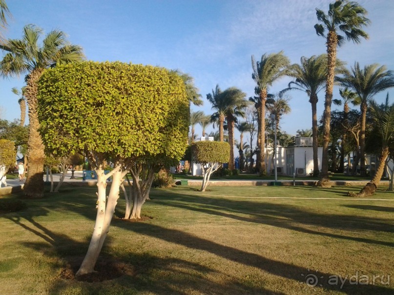 Не ходите, дети, в Африку гулять!