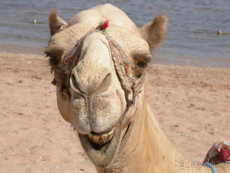 Не ходите, дети, в Африку гулять!