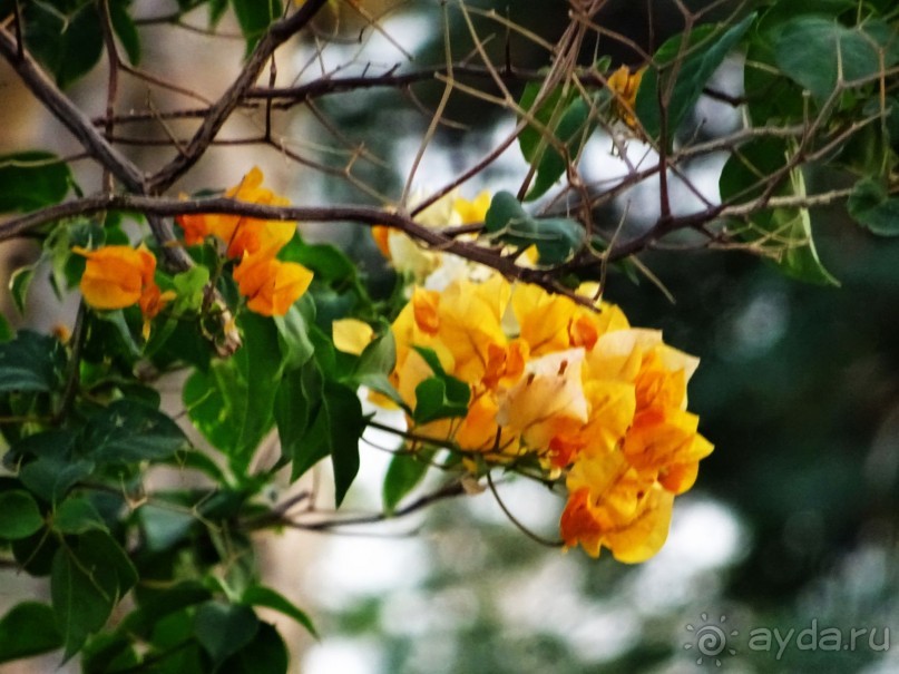 Не ходите, дети, в Африку гулять!