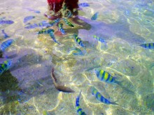 Не ходите, дети, в Африку гулять!