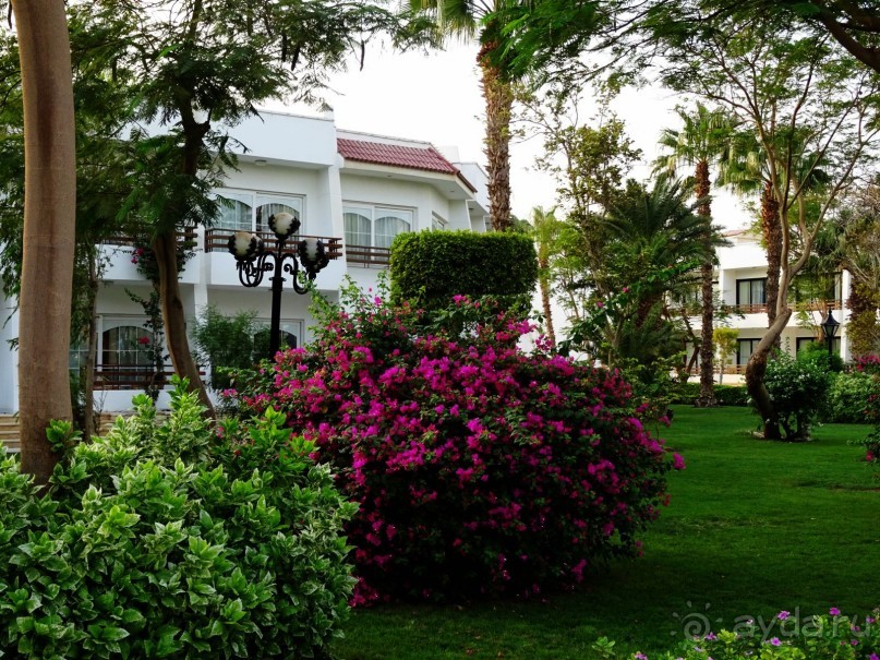 Не ходите, дети, в Африку гулять!