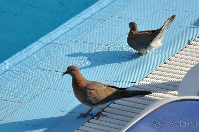 Не ходите, дети, в Африку гулять!
