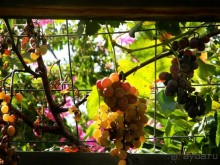 Очень бюджетно и очень средненько