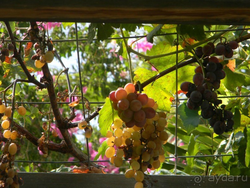 Вот такой шикарный виноград растет на территории отеля. А в ресторане фруктов почти не было.